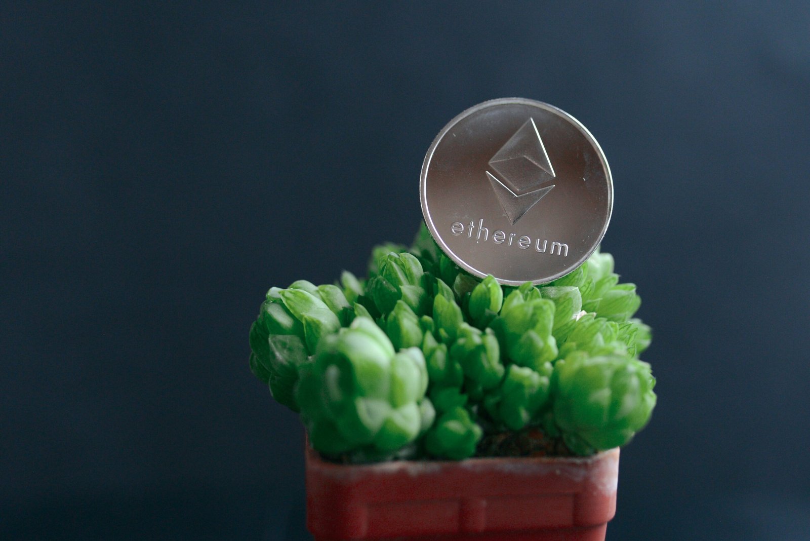 a small potted plant with a silver coin on top of it